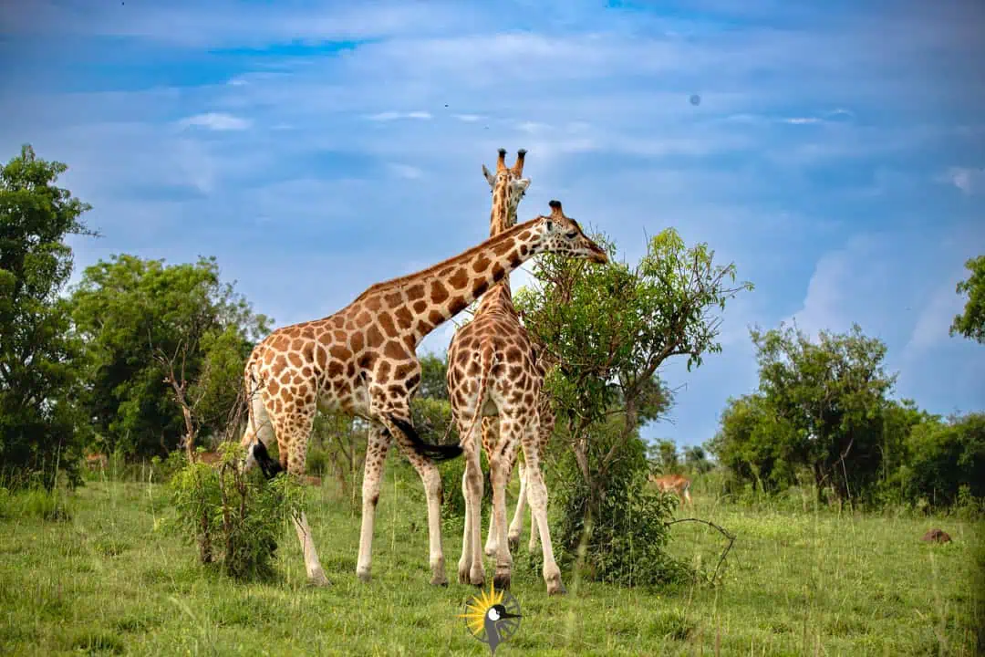 giraffe - murchison